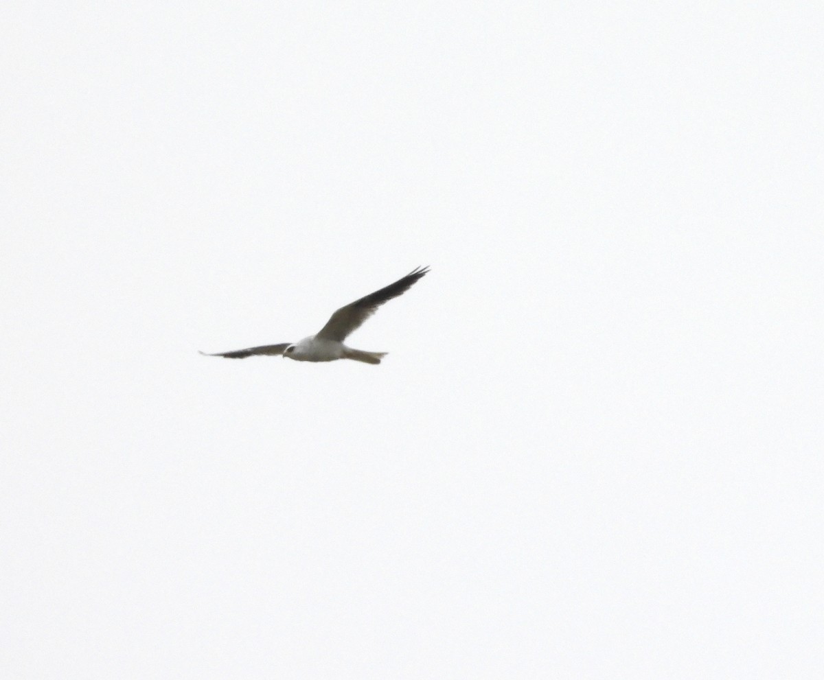 White-tailed Kite - Christine Hogue