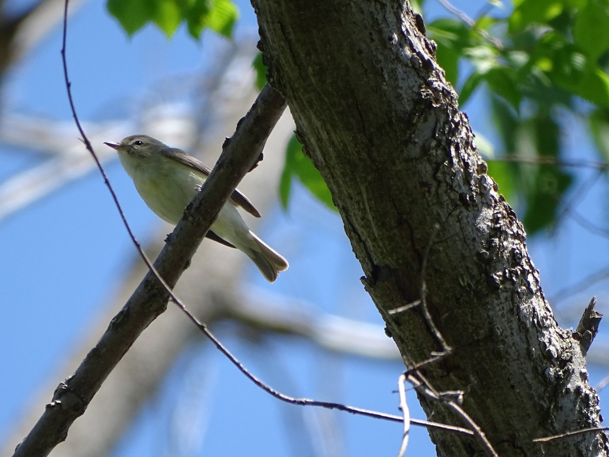 Warbling Vireo - ML619222257