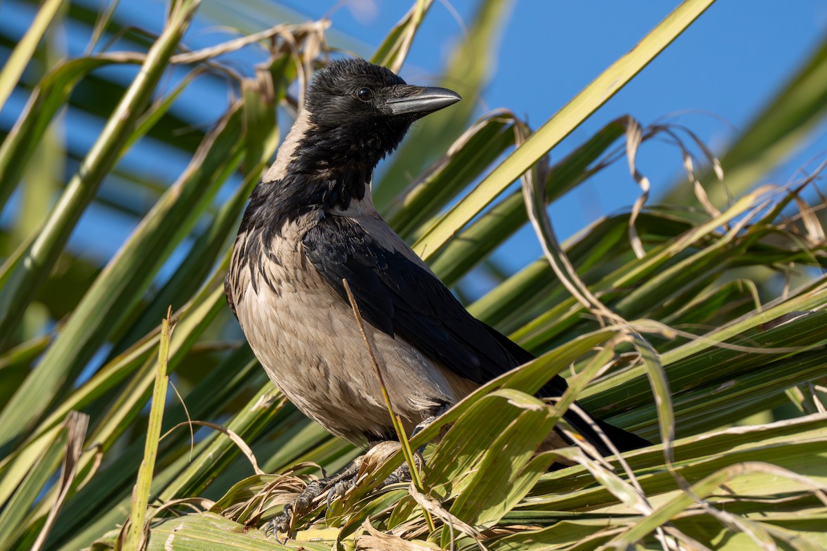 Hooded Crow - ML619222260