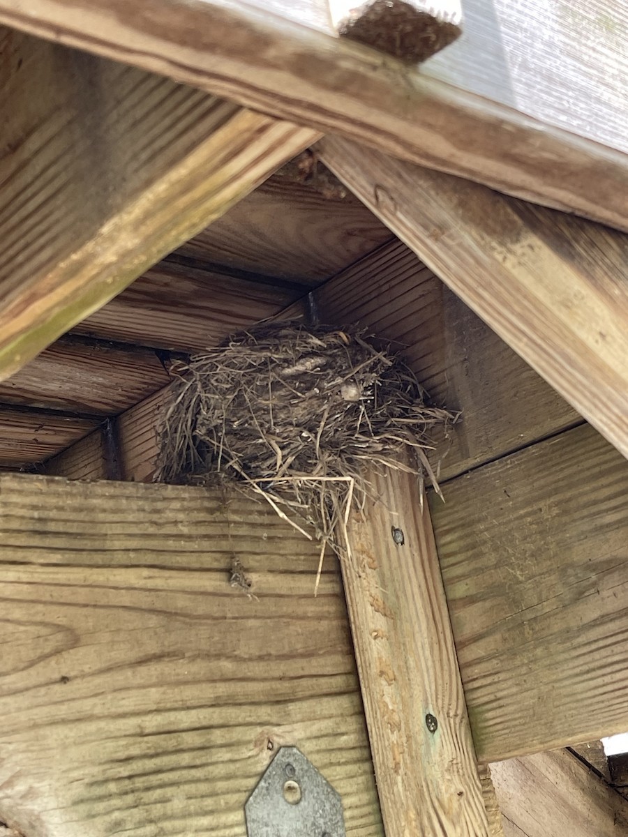 American Robin - ML619222269