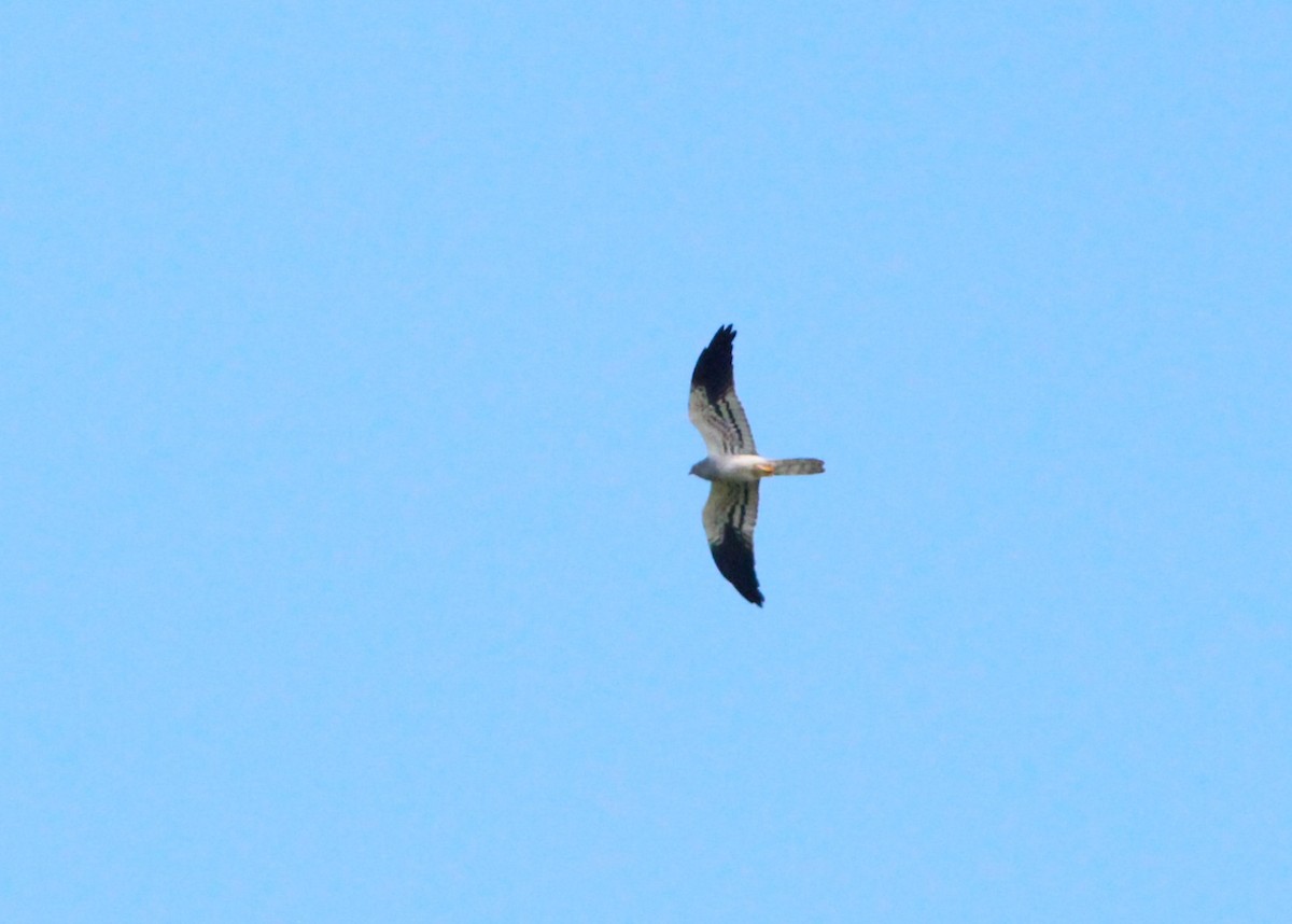 Montagu's Harrier - ML619222272