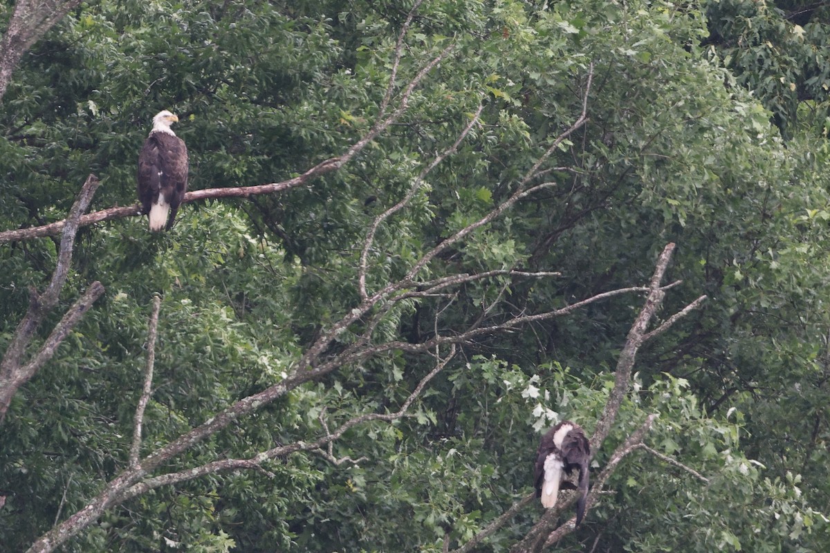 Bald Eagle - Roi & Debbie Shannon