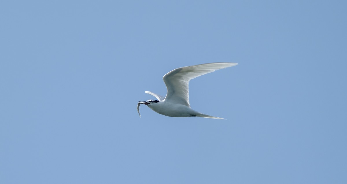 Black-naped Tern - Chien N Lee