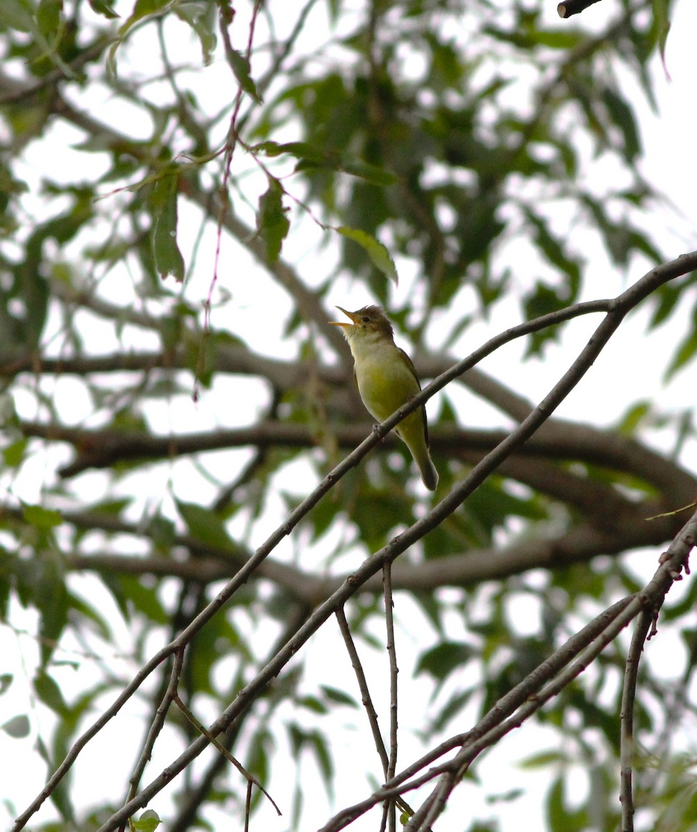 Icterine Warbler - ML619222294