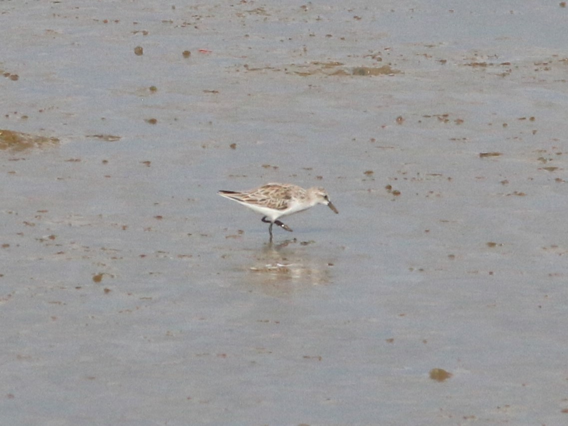 Red-necked Stint - John  Parr