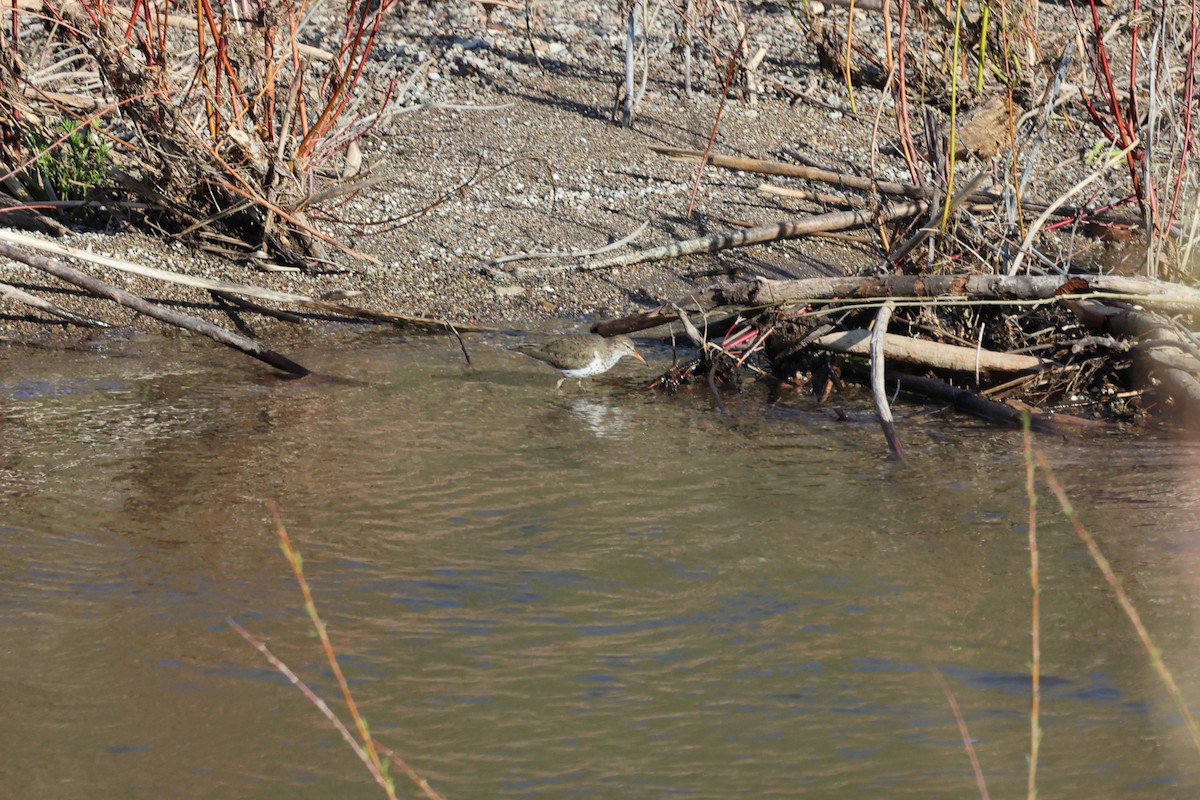 Spotted Sandpiper - Brett Wiese