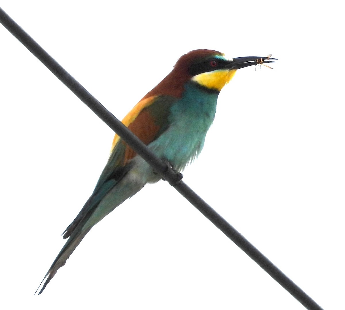 European Bee-eater - ML619222308