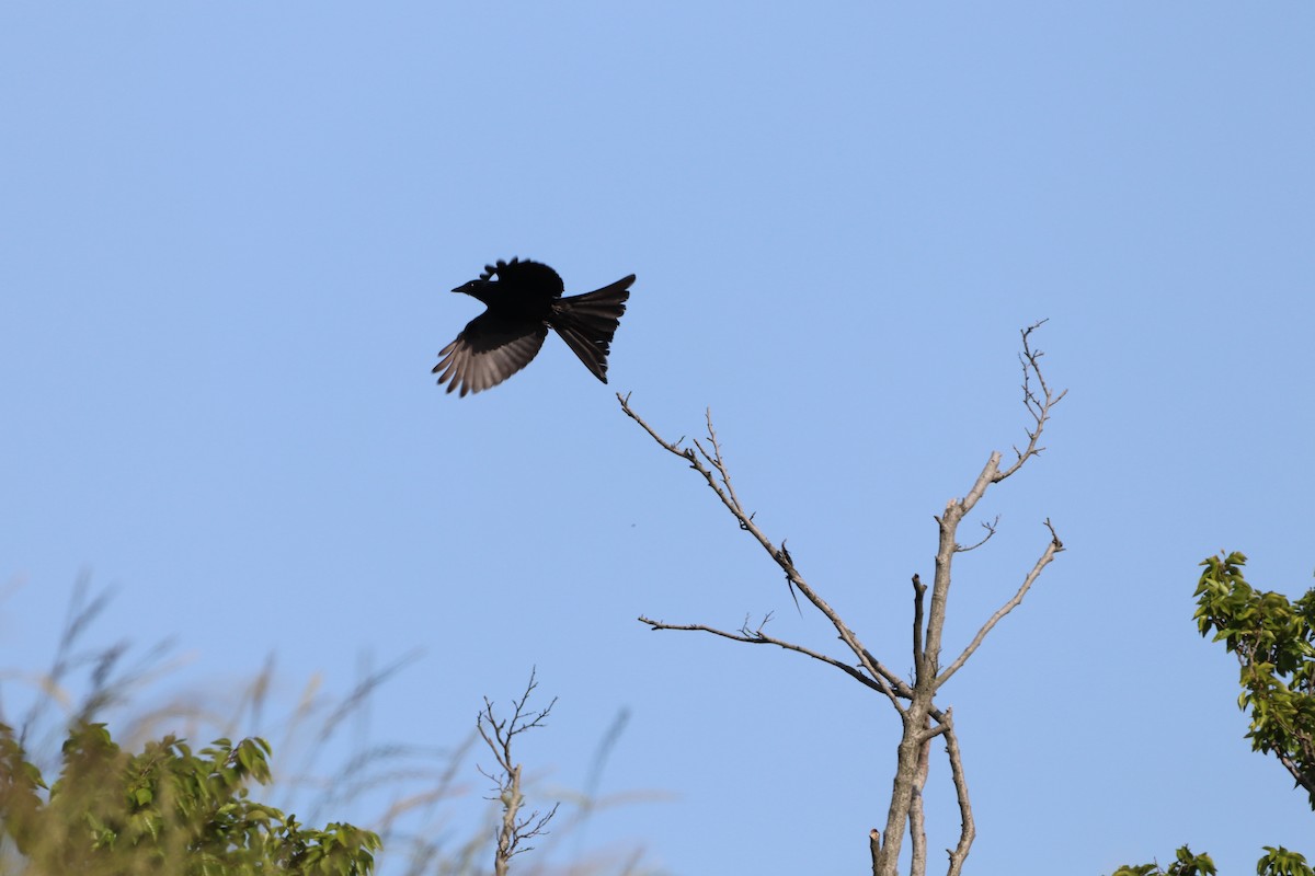 Black Drongo - Herman Viviers