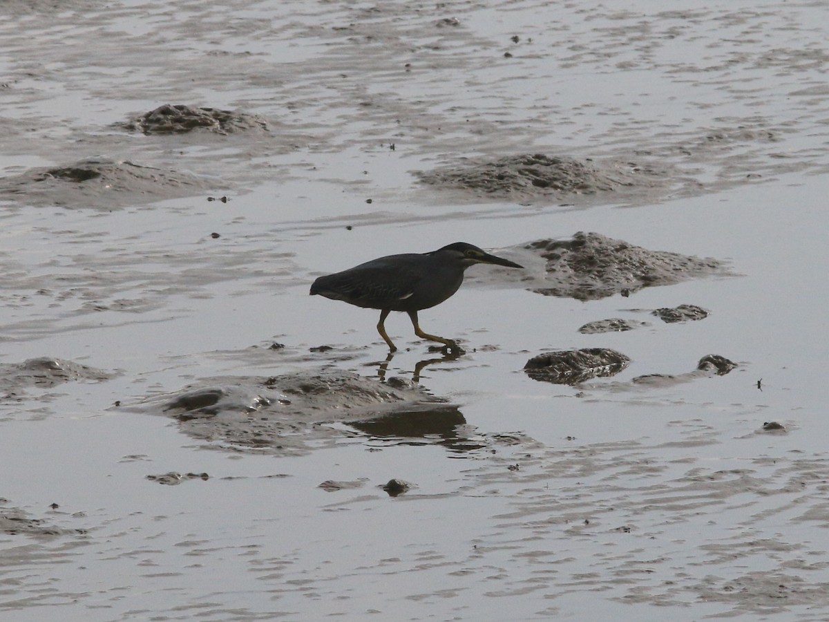 Striated Heron - John  Parr