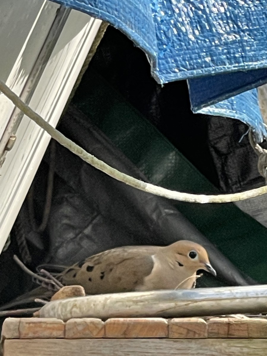 Mourning Dove - ML619222329