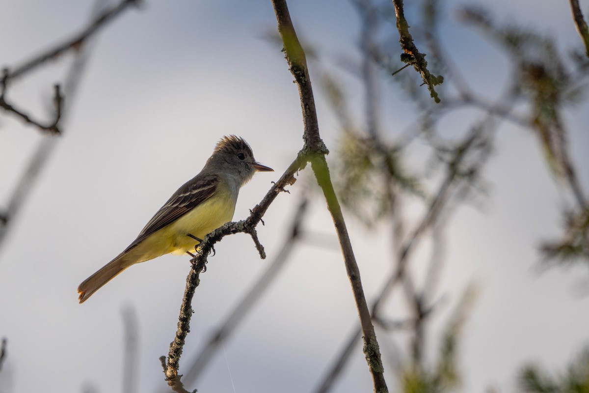 Great Crested Flycatcher - ML619222336