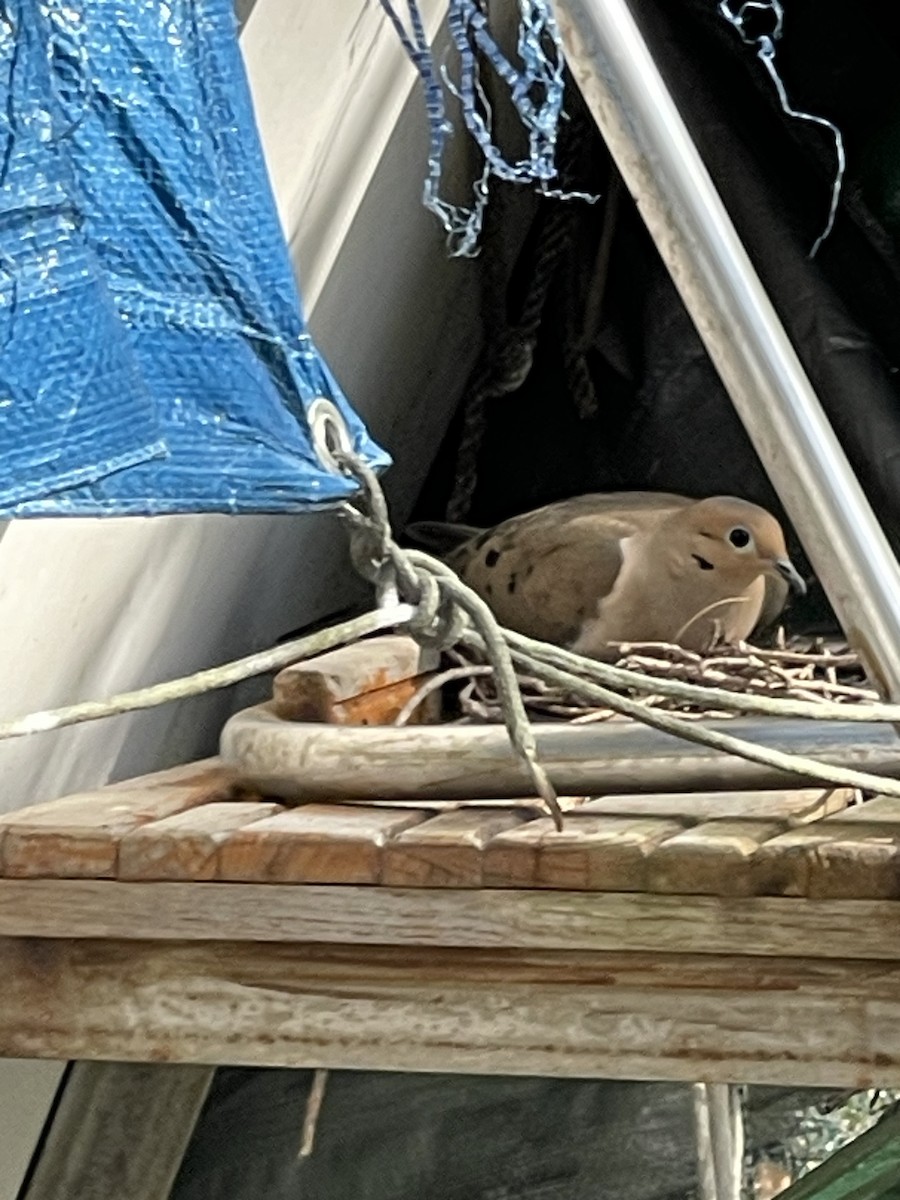 Mourning Dove - ML619222338