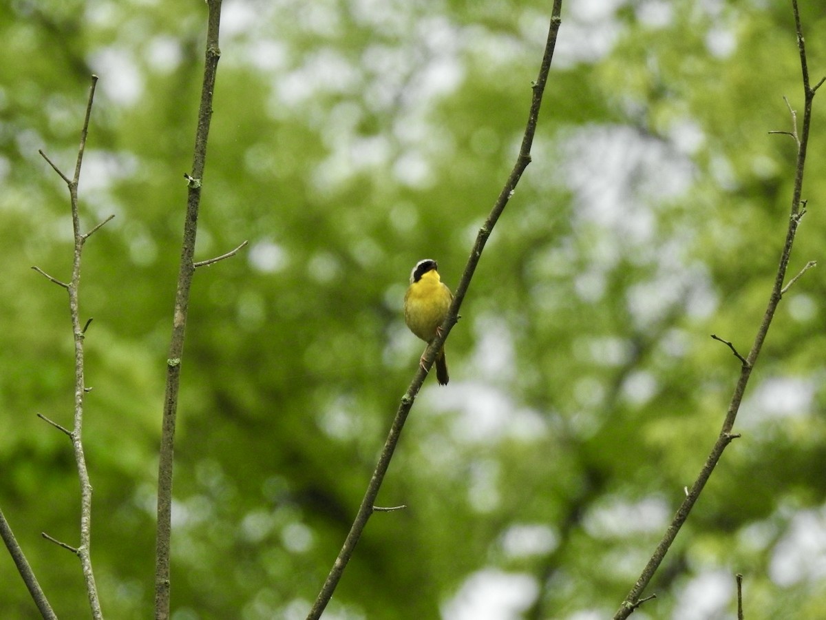 Common Yellowthroat - Ariel Dunham