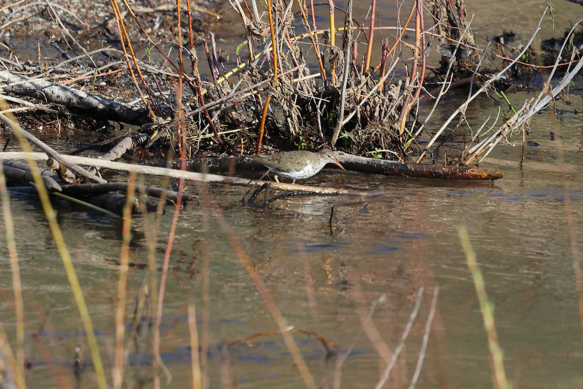 Spotted Sandpiper - Brett Wiese