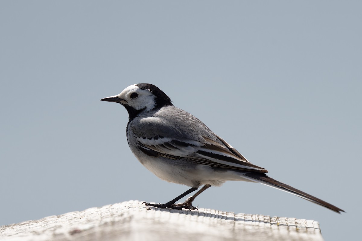 White Wagtail - Andreas Stadler
