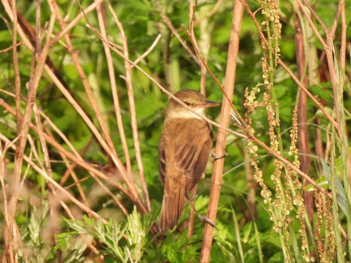 Oriental Reed Warbler - Young Gul Kim