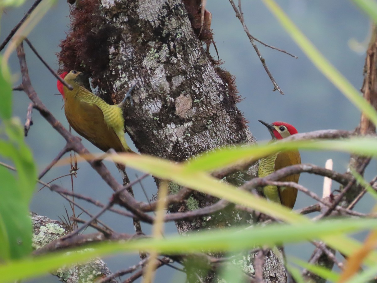 Golden-olive Woodpecker - Greg Vassilopoulos