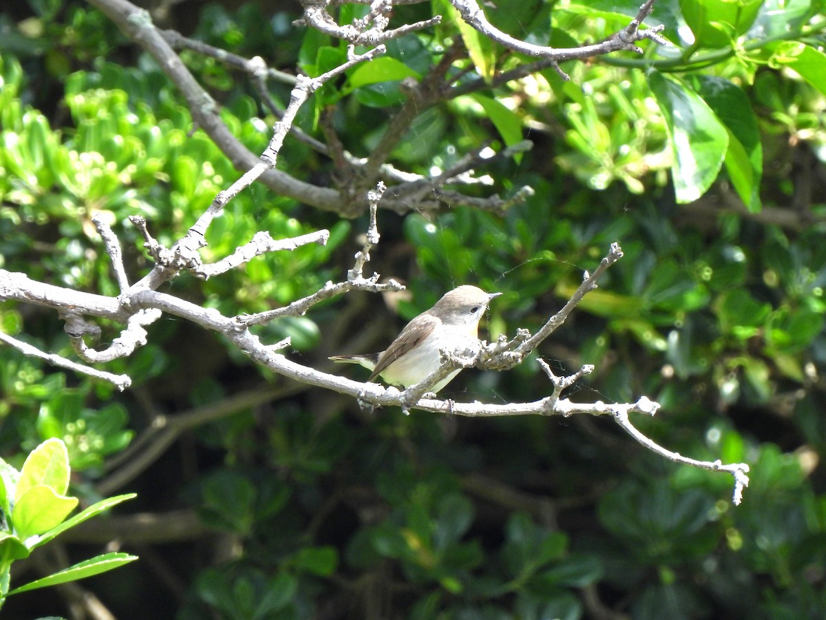 Asian Brown Flycatcher - Young Gul Kim