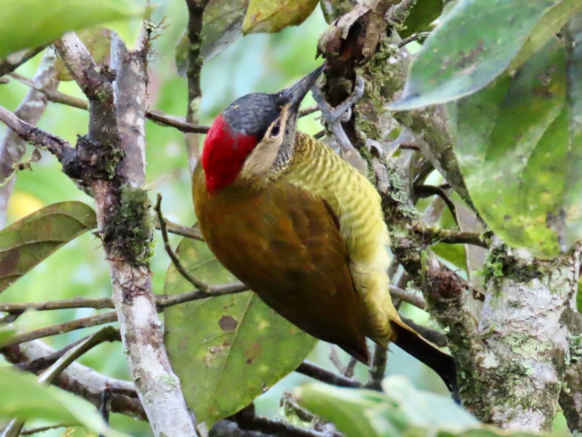 Golden-olive Woodpecker - Greg Vassilopoulos