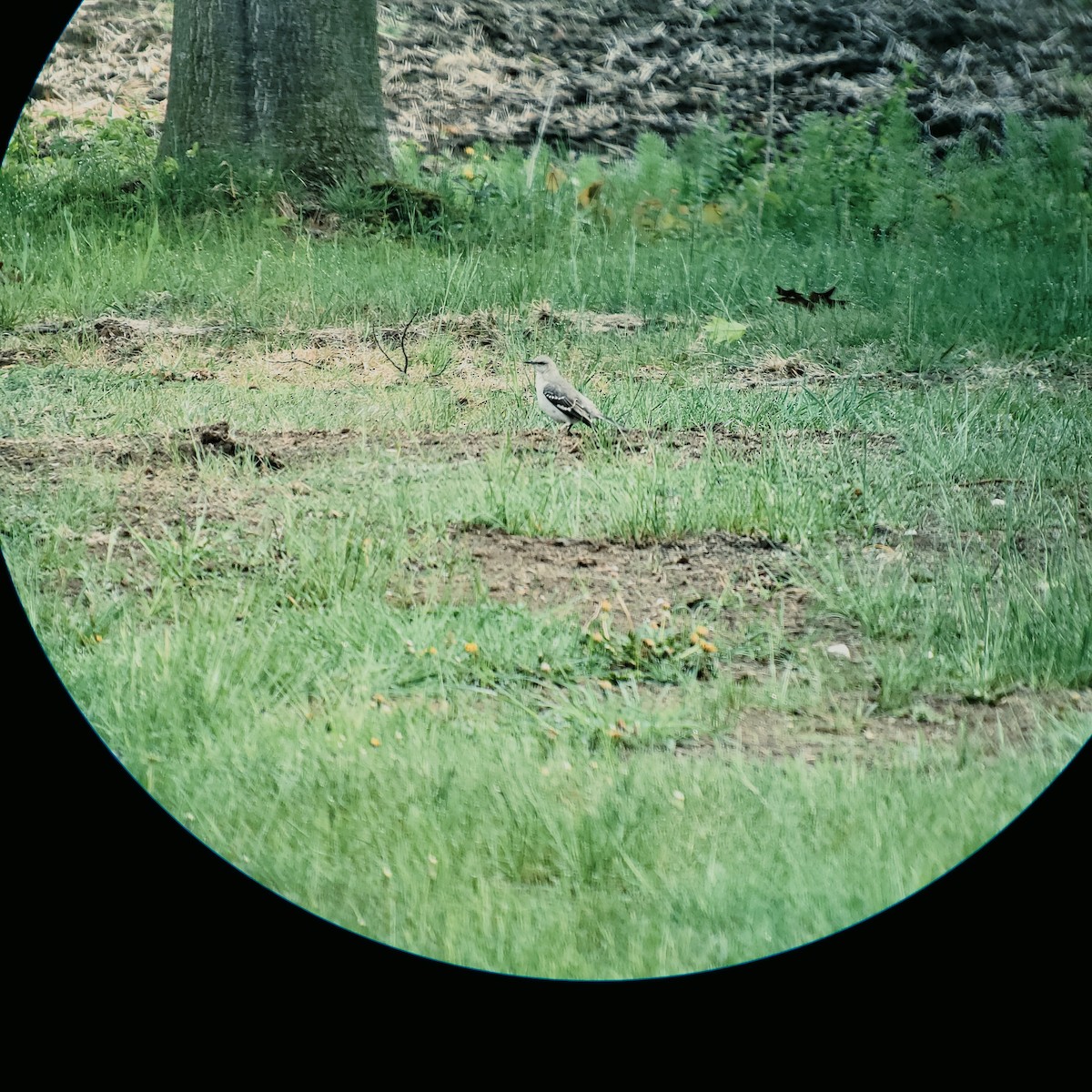 Northern Mockingbird - Alain Dufresne