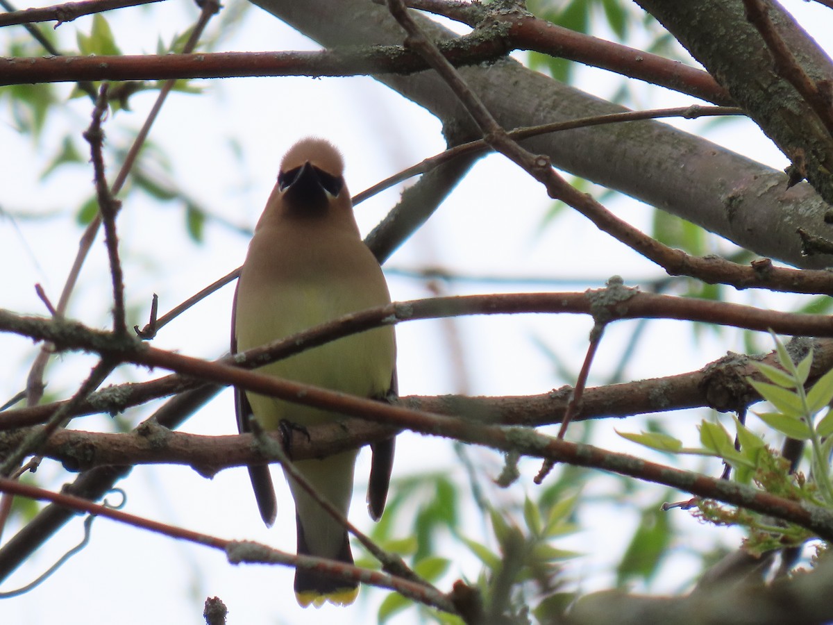 Cedar Waxwing - ML619222485