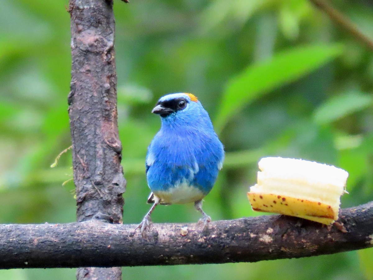 Golden-naped Tanager - Greg Vassilopoulos