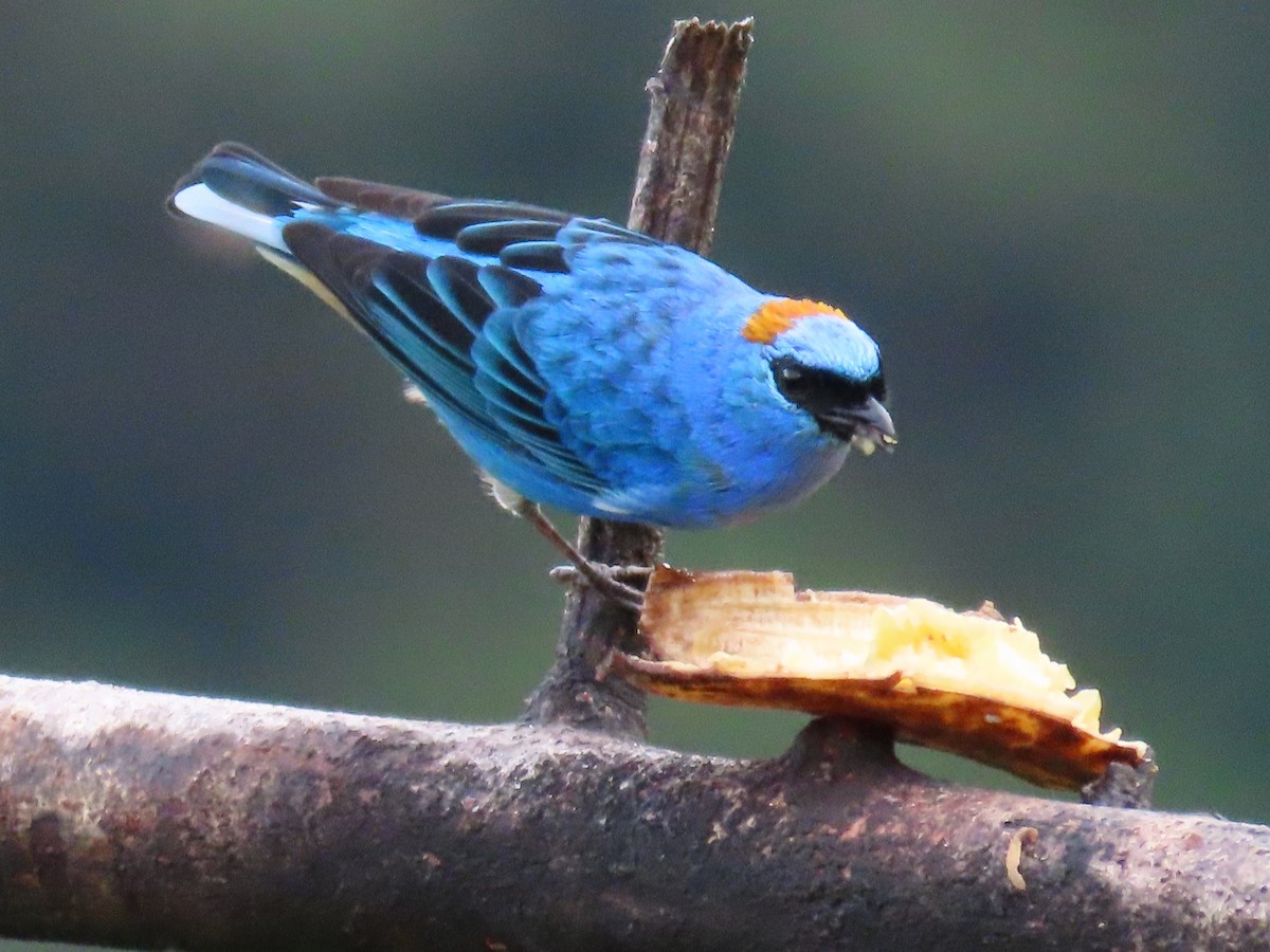 Golden-naped Tanager - Greg Vassilopoulos