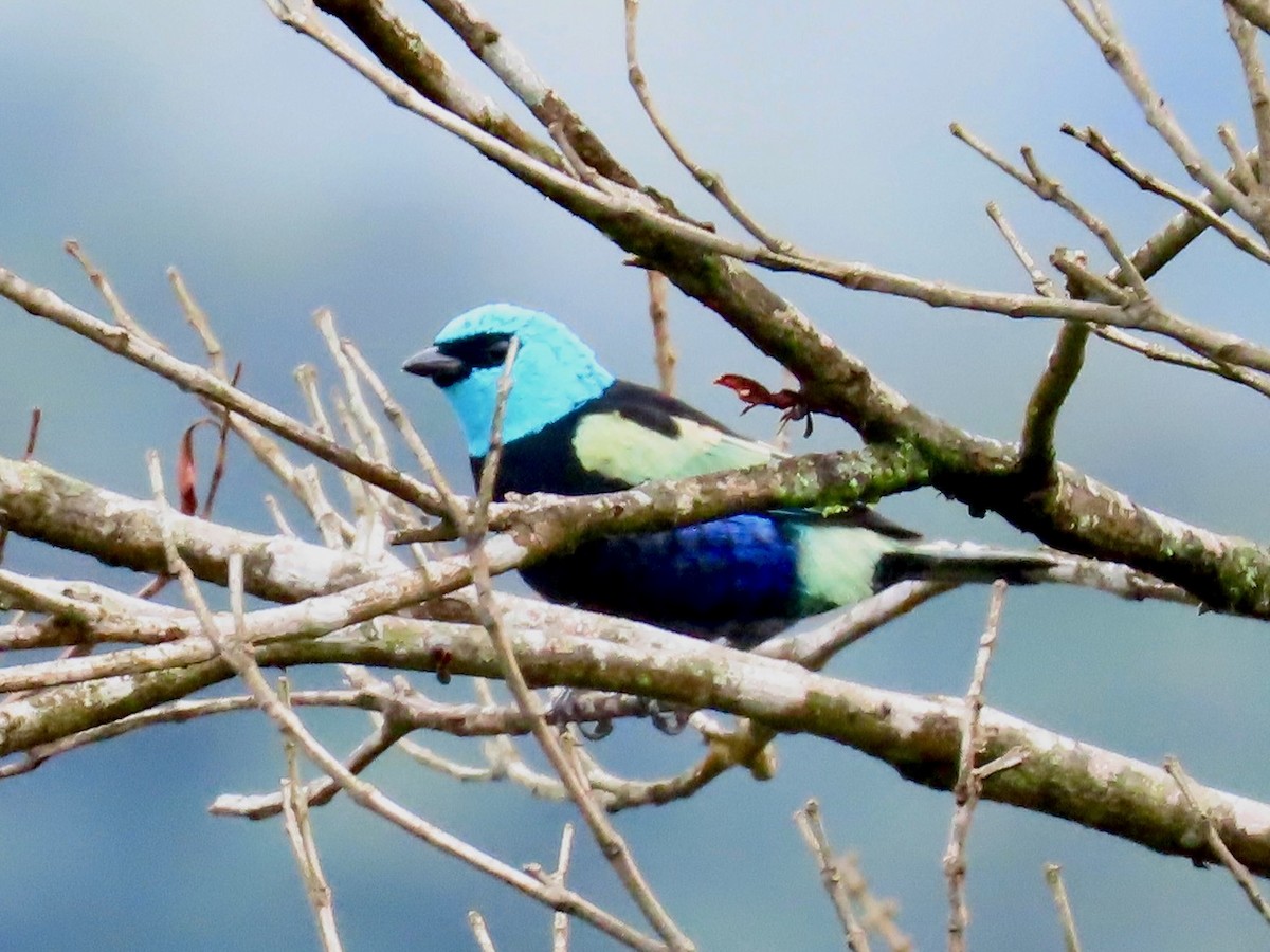 Blue-necked Tanager - Greg Vassilopoulos