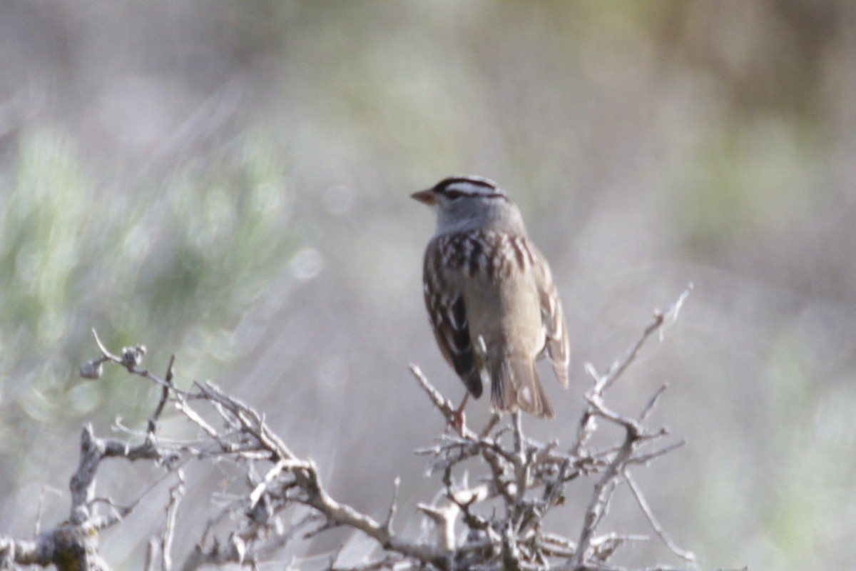 White-crowned Sparrow - Glen Chapman