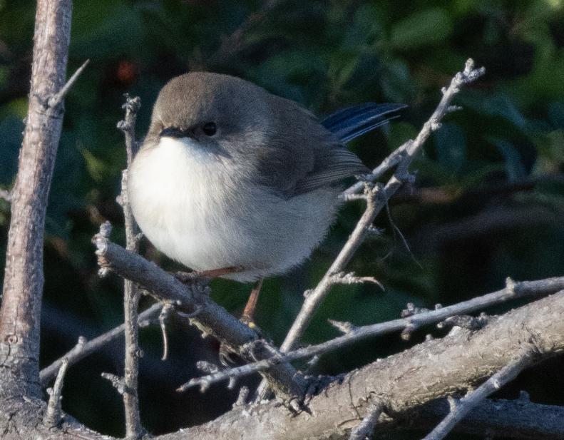 Superb Fairywren - Jonathan G