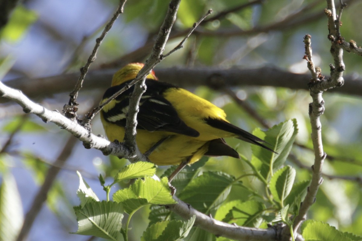 Western Tanager - Glen Chapman