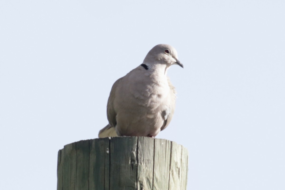 Eurasian Collared-Dove - Glen Chapman