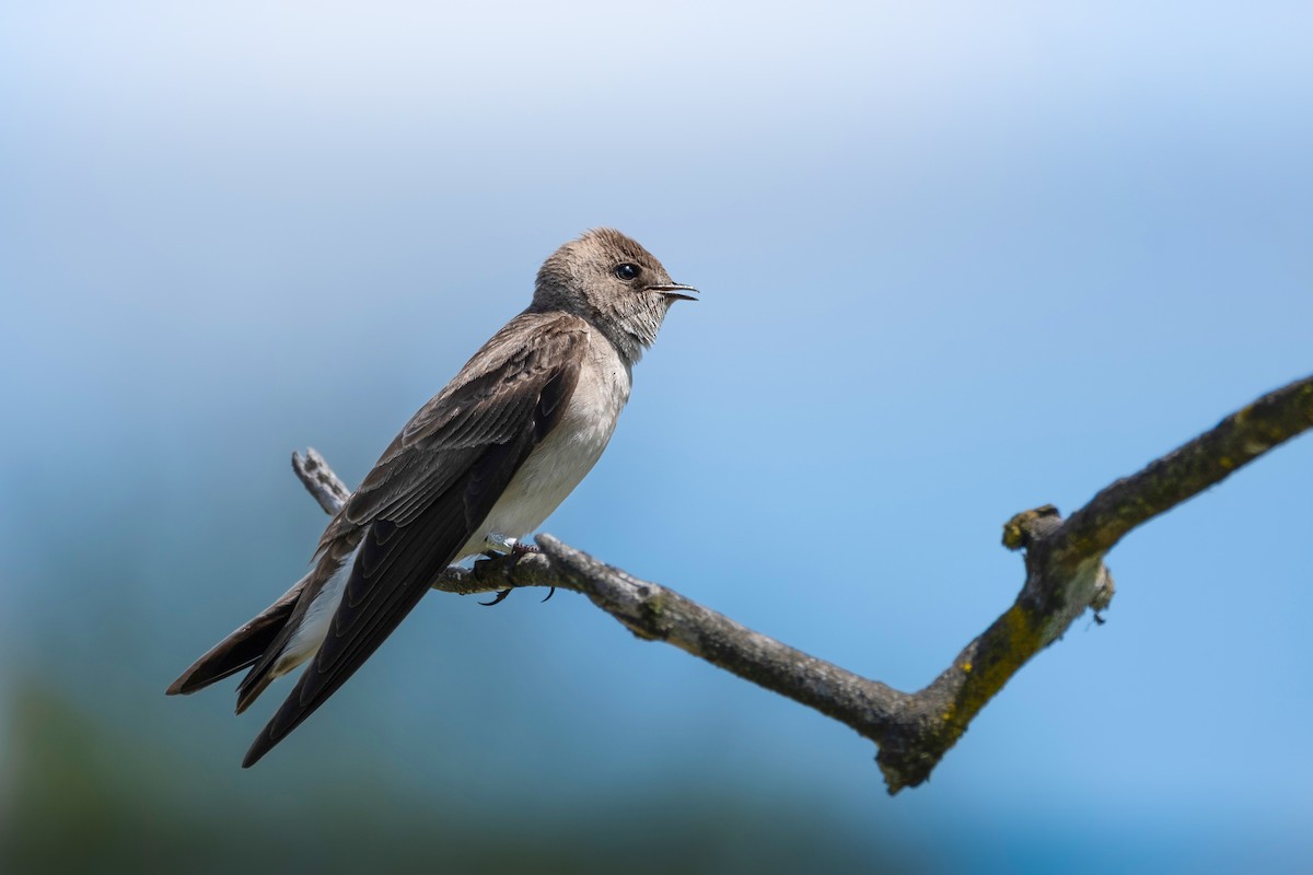 Northern Rough-winged Swallow - Alex Leeder