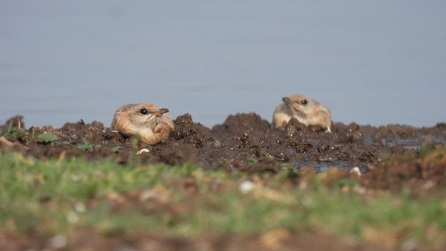 Small Pratincole - ML619222586