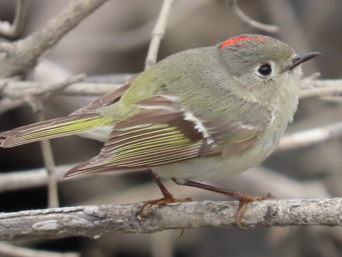 Ruby-crowned Kinglet - claude charest