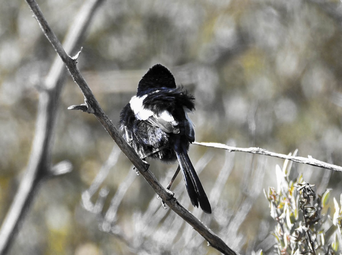 White-winged Fairywren (Black-and-white) - ML619222637