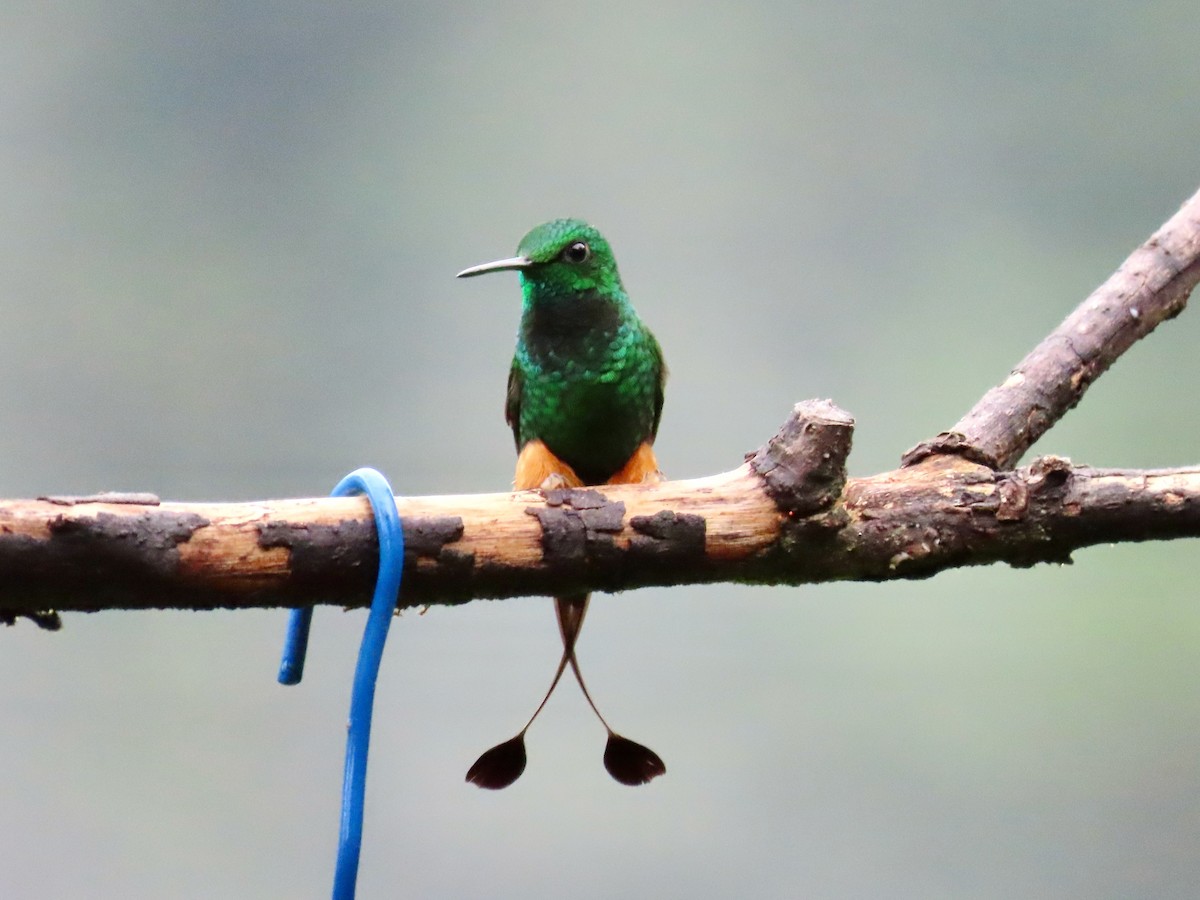 Rufous-booted Racket-tail - Greg Vassilopoulos