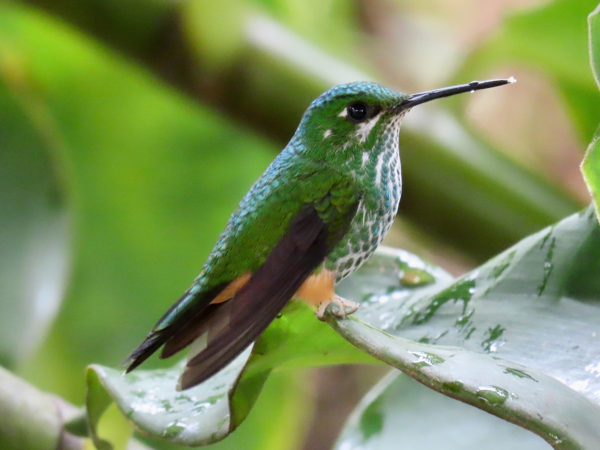 Colibrí de Raquetas Faldirrojo - ML619222668