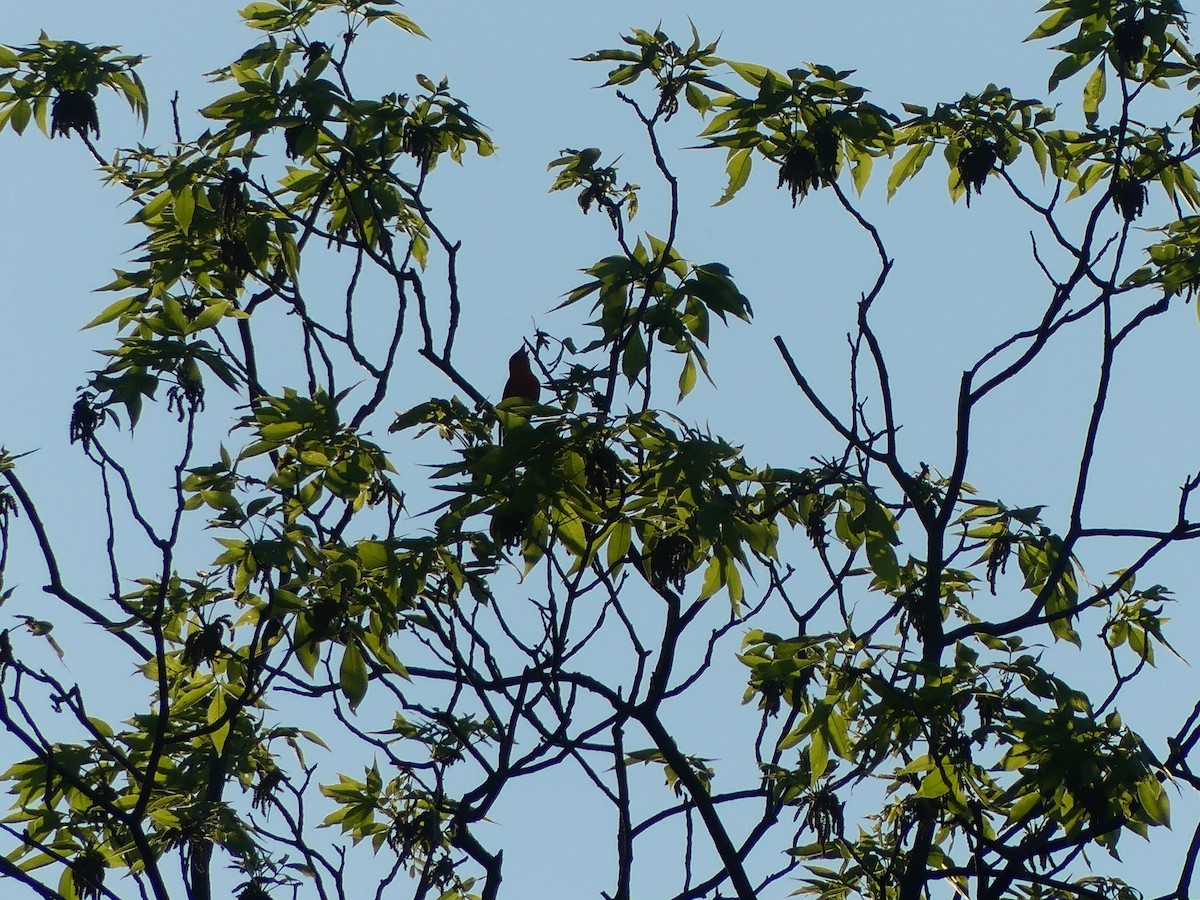 Scarlet Tanager - Anonymous