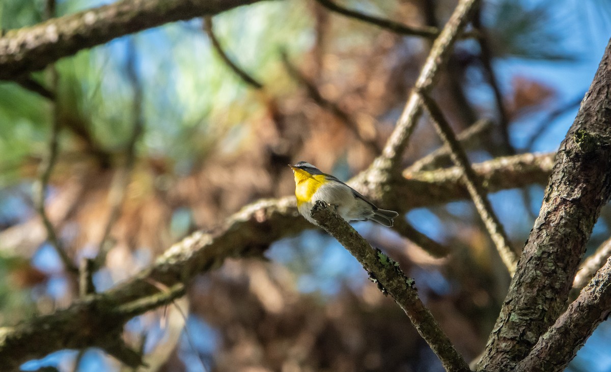 Crescent-chested Warbler - Laura Voight