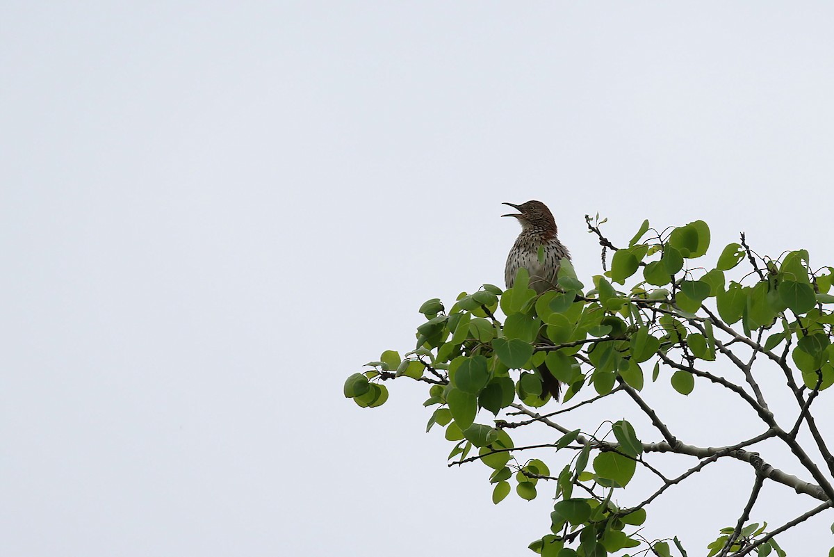 Brown Thrasher - Kyle Gage