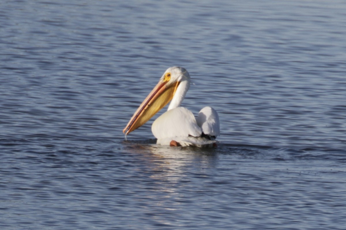 American White Pelican - ML619222709