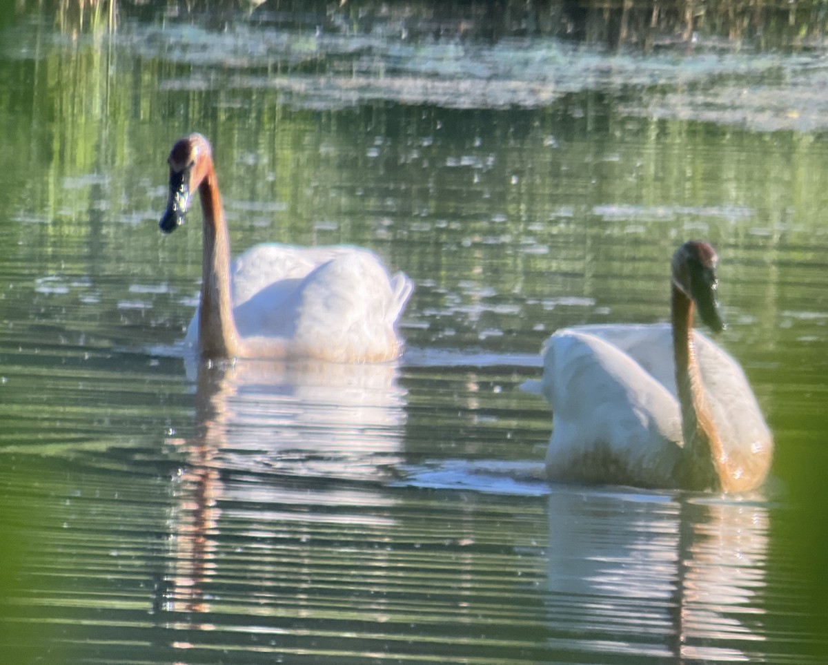 Trumpeter Swan - David Drews