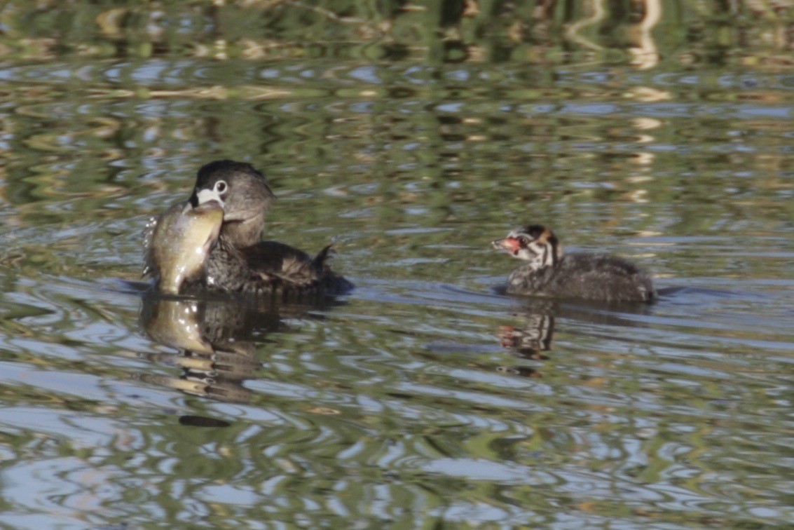 Pied-billed Grebe - ML619222721