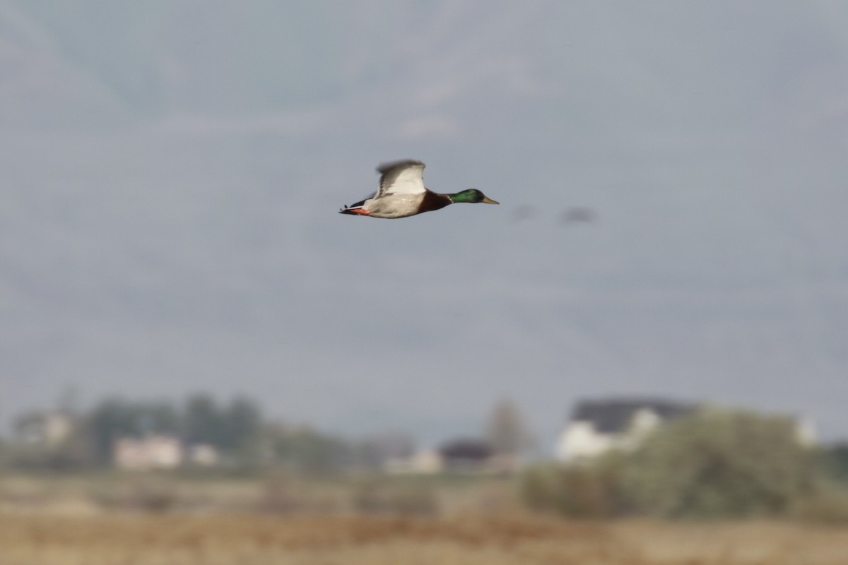 Mallard - Glen Chapman