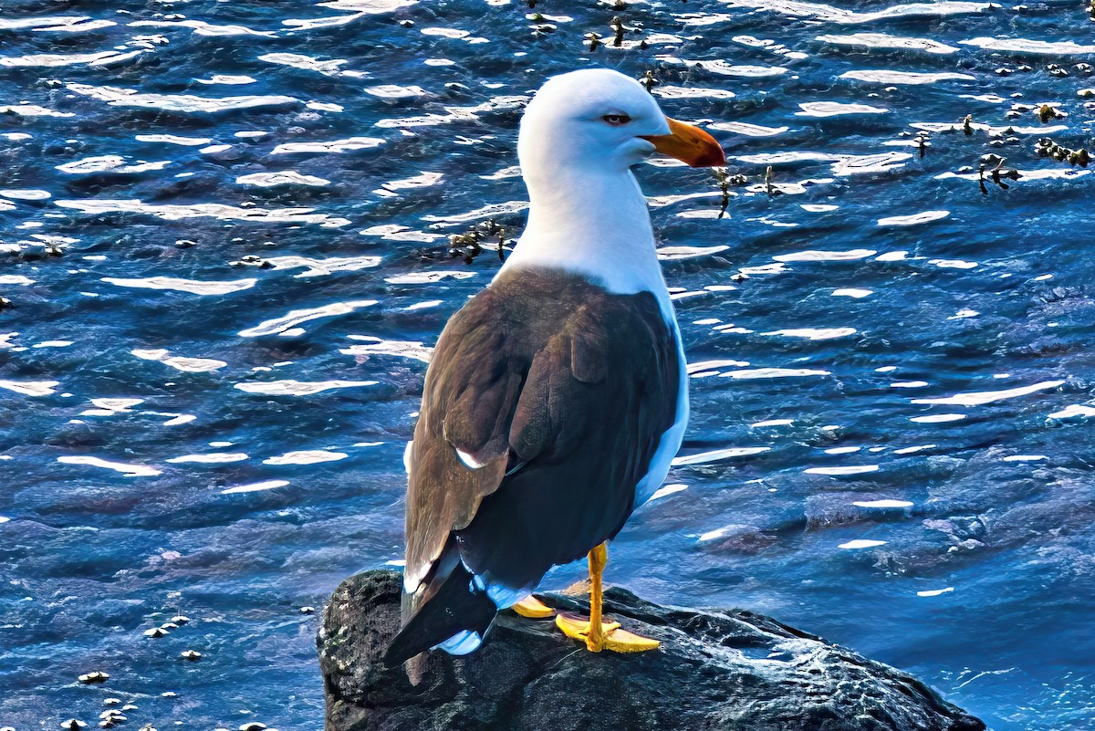 Pacific Gull - Alfons  Lawen