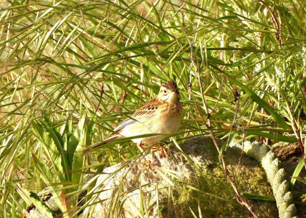 Blyth's Pipit - Young Gul Kim