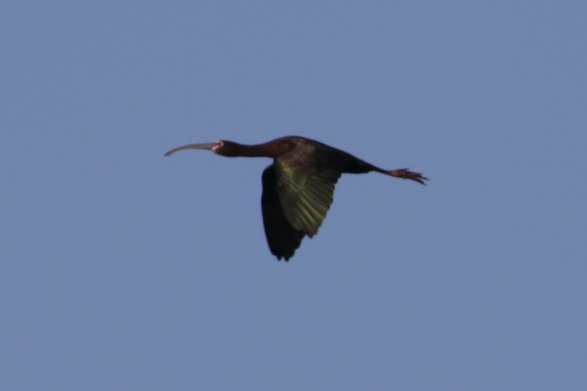 ibis americký - ML619222748