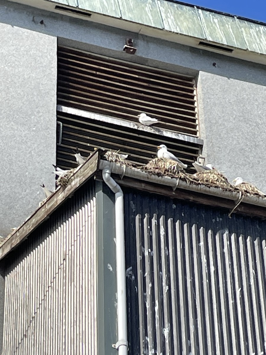 三趾鷗 - ML619222763