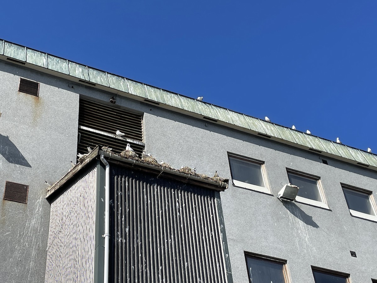 三趾鷗 - ML619222764